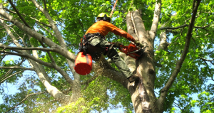 tree trimming