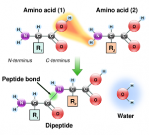 ghk cu copper peptide